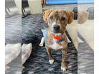 Boxer Mix DOG FOR ADOPTION RGADN-1232807 - Ashton - Boxer / Mixed Dog For