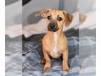 Chiweenie DOG FOR ADOPTION RGADN-1232816 - Neo (bonded with Nia
