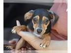 Chiweenie DOG FOR ADOPTION RGADN-1232820 - Nia (bonded with Neo