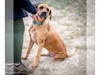 Black Mouth Cur-Rhodesian Ridgeback Mix DOG FOR ADOPTION RGADN-1232831 - Patty -