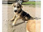 Labrador Retriever Mix DOG FOR ADOPTION RGADN-1232838 - Violet (Crayola Litter)