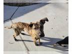 Boxer Mix DOG FOR ADOPTION RGADN-1232850 - Radley (Pasadena Boxers) - Boxer /