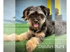 Havanese Mix DOG FOR ADOPTION RGADN-1232863 - Dimitri - Havanese / Mixed (long