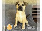 Mastiff Mix DOG FOR ADOPTION RGADN-1232871 - PONGO - Mastiff / Mixed (medium