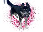 German Shepherd Dog-Siberian Husky Mix DOG FOR ADOPTION RGADN-1232884 - PANDA -