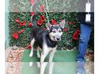 German Shepherd Dog-Siberian Husky Mix DOG FOR ADOPTION RGADN-1232885 - MARK -