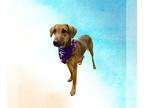 American Foxhound-Rhodesian Ridgeback Mix DOG FOR ADOPTION RGADN-1232891 -