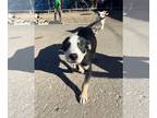 Labbe DOG FOR ADOPTION RGADN-1232899 - Boots - Beagle / Labrador Retriever /