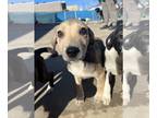 Labbe DOG FOR ADOPTION RGADN-1232901 - Buttons - Labrador Retriever / Beagle /
