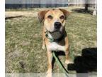 Labbe DOG FOR ADOPTION RGADN-1232913 - Bonnie - Labrador Retriever / Beagle /