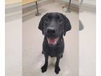 Labrador Retriever Mix DOG FOR ADOPTION RGADN-1232943 - *ADDIE - Labrador