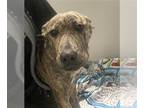 American Pit Bull Terrier Mix DOG FOR ADOPTION RGADN-1232947 - *WALKER - Pit