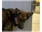 German Shepherd Dog Mix DOG FOR ADOPTION RGADN-1232948 - A130818 - German