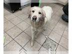 Great Pyrenees DOG FOR ADOPTION RGADN-1232952 - A130917 - Great Pyrenees (medium