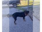 Rottweiler DOG FOR ADOPTION RGADN-1232996 - BRITTA - Rottweiler (medium coat)