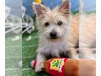 Cairn Terrier Mix DOG FOR ADOPTION RGADN-1233004 - Milo - Yorkshire Terrier