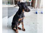 Doberman Pinscher DOG FOR ADOPTION RGADN-1233022 - Nuri - Doberman Pinscher