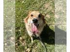 Golden Retriever Mix DOG FOR ADOPTION RGADN-1233027 - Duke - Golden Retriever /