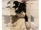 American Pit Bull Terrier Mix DOG FOR ADOPTION RGADN-1233034 - Zion - American