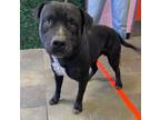 Adopt 55271145 a Pit Bull Terrier, Mixed Breed