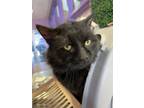 Adopt Velvet a Domestic Medium Hair