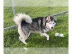 Siberian Husky DOG FOR ADOPTION RGADN-1233065 - SHASTA - Siberian Husky (medium