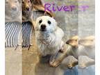 Golden Retriever-Spaniel Mix DOG FOR ADOPTION RGADN-1233085 - River - Golden