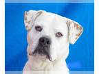 Boxer DOG FOR ADOPTION RGADN-1233089 - MINNIE - Boxer (short coat) Dog For