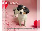 Boxer-English Springer Spaniel Mix DOG FOR ADOPTION RGADN-1233090 - Huxley -