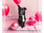 Mix DOG FOR ADOPTION RGADN-1233093 - Midnight - Husky / Pit Bull Terrier Dog