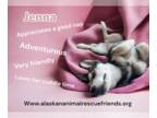 Huskies Mix DOG FOR ADOPTION RGADN-1233099 - Jenna - Husky / Mixed Dog For