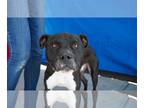 Boxer Mix DOG FOR ADOPTION RGADN-1233101 - KATO - Boxer / Mixed (short coat) Dog