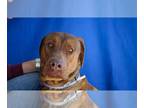 Coonhound-Mastiff Mix DOG FOR ADOPTION RGADN-1233106 - COSMO - Mastiff /