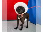 Boxer-Mastiff Mix DOG FOR ADOPTION RGADN-1233111 - ANDIE - Mastiff / Boxer /