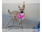 German Shepherd Dog Mix DOG FOR ADOPTION RGADN-1233142 - Scarlett - German