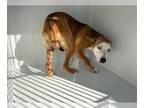 Australian Kelpie Mix DOG FOR ADOPTION RGADN-1233150 - A618462 - Australian