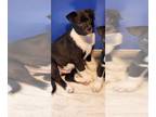 Labrador Retriever Mix DOG FOR ADOPTION RGADN-1233182 - Beckette - Labrador