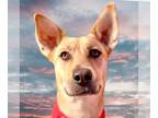 Carolina Dog DOG FOR ADOPTION RGADN-1233188 - Nala - Carolina Dog Dog For