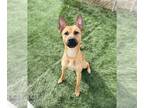 Basenji Mix DOG FOR ADOPTION RGADN-1233191 - Star - Basenji / Mixed Dog For