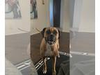 Boxer DOG FOR ADOPTION RGADN-1233204 - Min - Boxer Dog For Adoption