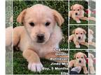 Golden Retriever Mix DOG FOR ADOPTION RGADN-1233211 - Legolas from Korea -
