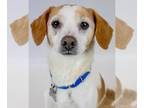 Jack-A-Bee DOG FOR ADOPTION RGADN-1233214 - Tanner - Beagle / Jack Russell