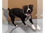 Bullboxer Pit DOG FOR ADOPTION RGADN-1233222 - CONVERSE - Boxer / Pit Bull