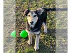 German Shepherd Dog Mix DOG FOR ADOPTION RGADN-1233233 - HOMELANDER - German