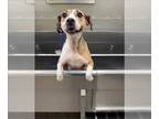 American Pit Bull Terrier-Beagle Mix DOG FOR ADOPTION RGADN-1233248 - PENNY -