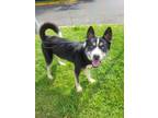 Adopt Blue a Siberian Husky