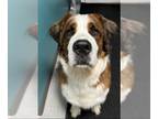 Saint Bernard DOG FOR ADOPTION RGADN-1233286 - Abe - Saint Bernard (medium coat)