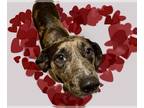 Catahoula Leopard Dog Mix DOG FOR ADOPTION RGADN-1233321 - MERRIWEATHER -