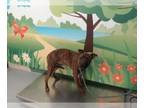 Plott Hound DOG FOR ADOPTION RGADN-1233352 - MAXINE - Plott Hound (medium coat)