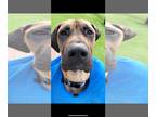 Great Dane Mix DOG FOR ADOPTION RGADN-1233359 - Adonis - Great Dane / Mixed